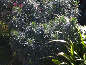 Vivers Càrex - Euphorbia characias subsp. wulfenii